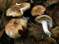 Hygrophorus arbustivus